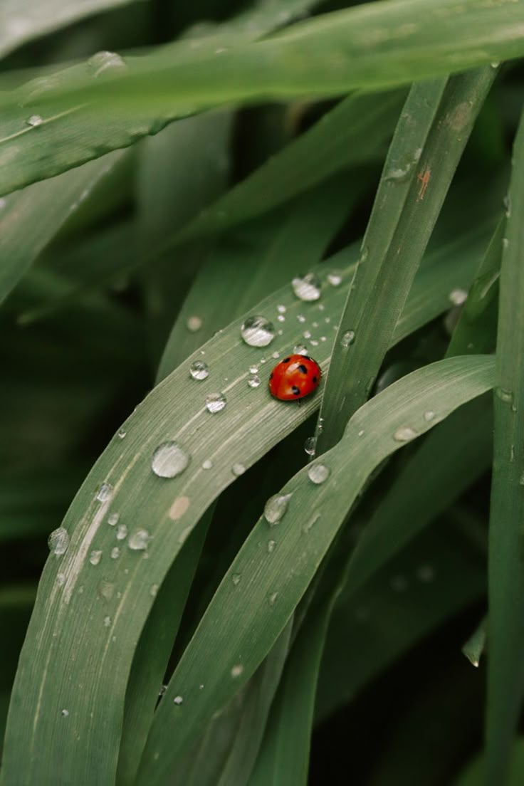 Макромир